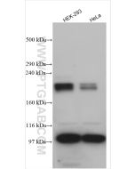 SLIT2 Polyclonal antibody proteintech 28730-1-AP