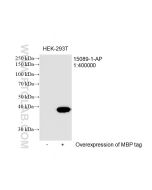 MBP-Tag Polyclonal antibody proteintech 15089-1-AP