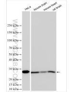 PRDX3 Polyclonal antibody proteintech 10664-1-AP
