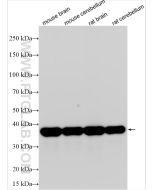 Synaptophysin Polyclonal antibody proteintech 17785-1-AP