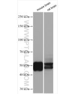 TAU Polyclonal antibody proteintech 10274-1-AP