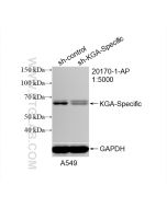 KGA-Specific Polyclonal antibody proteintech 20170-1-AP