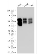 CD98/SLC3A2 Polyclonal antibody proteintech 15193-1-AP