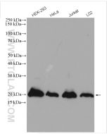 SUMO2/3 Polyclonal antibody proteintech 11251-1-AP