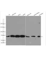 G3BP1 Polyclonal antibody proteintech 13057-2-AP