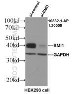 BMI1 Polyclonal antibody proteintech 10832-1-AP