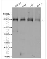 ASK1 Polyclonal antibody proteintech 28201-1-AP