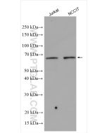 LEF1 Polyclonal antibody proteintech 14972-1-AP
