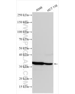 MTHFD2 Polyclonal antibody proteintech 12270-1-AP