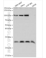 RTN3 Polyclonal antibody proteintech 12055-2-AP