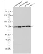 URAT1 Polyclonal antibody proteintech 14937-1-AP