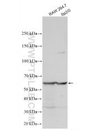 cGAS Polyclonal antibody proteintech 29958-1-AP