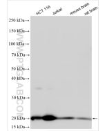 GPX4 Polyclonal antibody proteintech 30388-1-AP