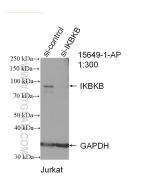 IKKB Polyclonal antibody proteintech 15649-1-AP