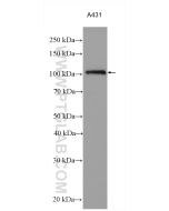 AHR Polyclonal antibody proteintech 28727-1-AP