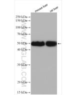 CYP2C8/9/18/19 Polyclonal antibody proteintech 16546-1-AP
