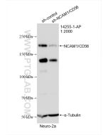NCAM1/CD56 Polyclonal antibody proteintech 14255-1-AP
