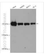 mTOR Polyclonal antibody proteintech 28273-1-AP