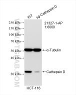 Cathepsin D Polyclonal antibody proteintech 21327-1-AP