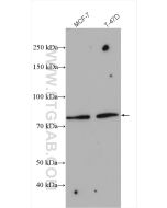 MDM2/HDM2 Polyclonal antibody proteintech 27883-1-AP