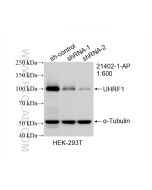 UHRF1 Polyclonal antibody proteintech 21402-1-AP