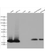 CD3 Polyclonal antibody proteintech 17617-1-AP