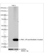 TNF-alpha Polyclonal antibody proteintech 26405-1-AP