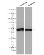 PDK1 Polyclonal antibody proteintech 18262-1-AP
