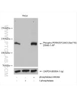 Phospho-PERK/EIF2AK3 (Ser719) Polyclonal antibody proteintech 29546-1-AP