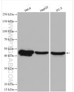 SPOP Polyclonal antibody proteintech 16750-1-AP