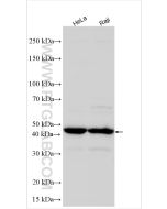 HDAC8 Polyclonal antibody proteintech 17548-1-AP