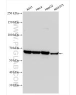CKAP4 Polyclonal antibody proteintech 16686-1-AP
