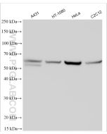 KLF4 Polyclonal antibody proteintech 11880-1-AP