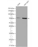 NRF1/nuclear respiratory factor 1 Polyclonal antibody proteintech 12482-1-AP