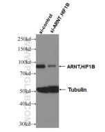 ARNT/HIF-1 beta Polyclonal antibody proteintech 14105-1-AP