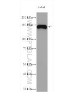 Integrin alpha 4 Polyclonal antibody proteintech 19676-1-AP