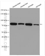 MFN2 Polyclonal antibody proteintech 12186-1-AP
