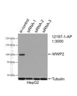 WWP2 Polyclonal antibody proteintech 12197-1-AP