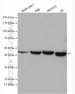 XIAP Polyclonal antibody proteintech 10037-1-Ig