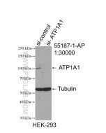ATP1A1-Specific Polyclonal antibody proteintech 55187-1-AP