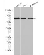 SIRT1 Polyclonal antibody proteintech 13161-1-AP
