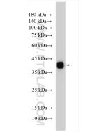 Clusterin Polyclonal antibody proteintech 12289-1-AP