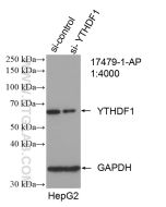 YTHDF1 Polyclonal antibody proteintech 17479-1-AP