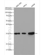 CDK2 Polyclonal antibody proteintech 10122-1-AP