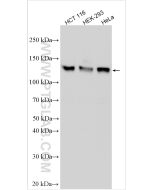 MCM2 Polyclonal antibody proteintech 10513-1-AP