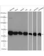 HDAC2 Polyclonal antibody proteintech 12922-3-AP