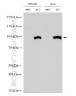 ATP1A1 Polyclonal antibody proteintech 14418-1-AP