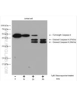 Caspase 9/P35 Polyclonal antibody proteintech 10380-1-AP