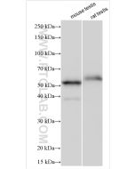 Cyclin A1 Polyclonal antibody proteintech 13295-1-AP