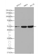 TGF Beta 3 Polyclonal antibody proteintech 18942-1-AP